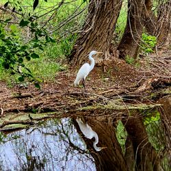 Buddy Calk Park - First crane of the season at Buddy Calk Pond. Photo by Thelma Bowen.
