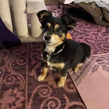 After Hours Dog Grooming - Pet Groomers Near Me - Oakland, California