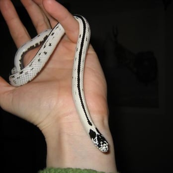 East Bay Vivarium - Grout, the reverse-striped kingsnake, born at the EBV. - Reptile Shops Near Me - Berkeley, California