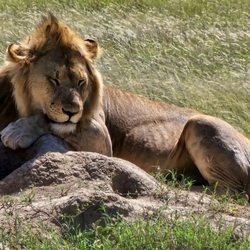 Fair Trade Safaris - Lion - Ngorongoro Conservation Area, Tanzania.