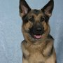 Harrison K-9