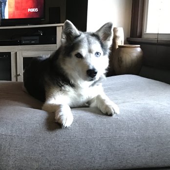 Playtime Doggy Daycare - Yoshi (2005 - 8.29.2019) - Pet Groomers Near Me - West Allis, Wisconsin Playtime Doggy Daycare - Yoshi (2005 - 8.29.2019) - Pet Groomers Near Me - West Allis, Wisconsin