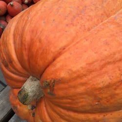 Bauerngarten Benninghoven - Und fürs Halloween-Schnitzen, gibt es im Laden das richtige Werkzeug.