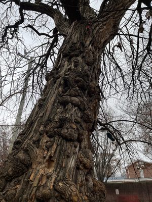 The Witches' Tree by null