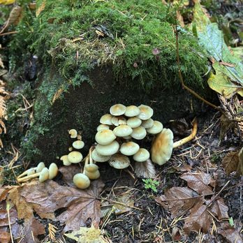 Forage Seattle - Food Tours Near Me