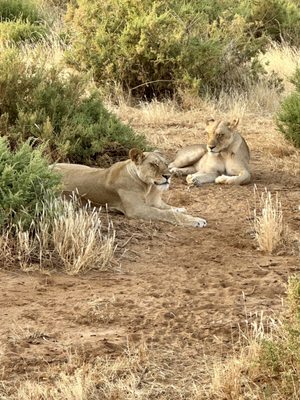 Lion World Travel by null