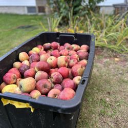 Crucial 10 Craft Cider - Apples