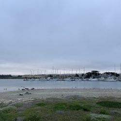 Moss Landing State Beach - Sea lions on the beach