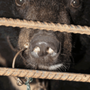 Photo of Los Angeles Shrine Circus