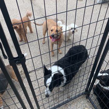 Happy Pet Place - Pet Sitting Near Me - Roselle, Illinois Happy Pet Place - Pet Sitting Near Me - Roselle, Illinois