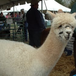 21st Annual Sheep Shearing Festival
