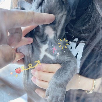 Willow Glen Frenchies - Pet Breeders Near Me Willow Glen Frenchies - Pet Breeders Near Me