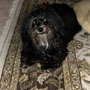 Photo of It's A Dog's Life