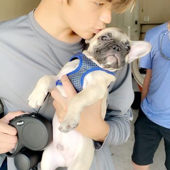 A Frenchie Farm - My boys - Pet Breeders Near Me A Frenchie Farm - My boys - Pet Breeders Near Me