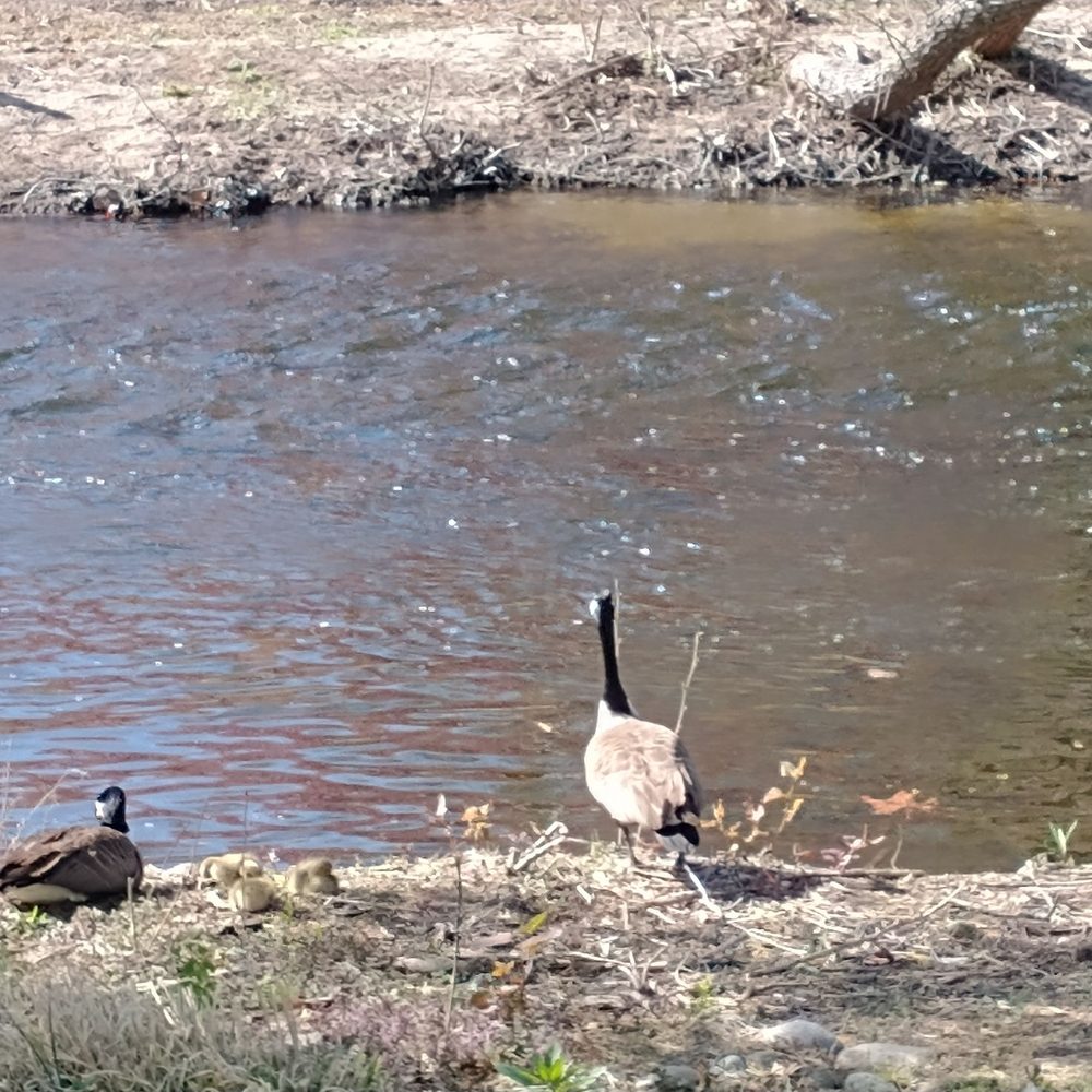Duck and Canada Goose Duck and Canada Goose