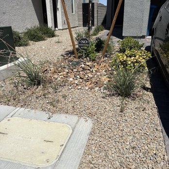 Quality Roots - Before - Tree Services Near Me - Las Vegas, Nevada Quality Roots - Before - Tree Services Near Me - Las Vegas, Nevada