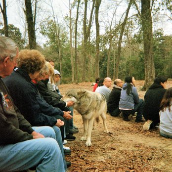 Seacrest Wolf Preserve - Zoos Near Me - Chipley, Florida Seacrest Wolf Preserve - Zoos Near Me - Chipley, Florida