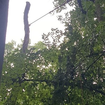 Patterson Tree Service Plus - The tree was unsafe to climb so we climbed an adjacent tree and took it down piece by piece. - Tree Services Near Me