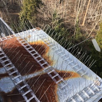 On Call Wildlife and Gutter Guard - Bird deterrents. - Wildlife Control Near Me On Call Wildlife and Gutter Guard - Bird deterrents. - Wildlife Control Near Me