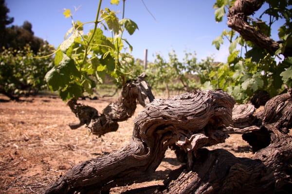 Turkey Flat Vineyards by null