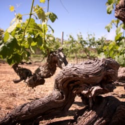 Turkey Flat Vineyards - Ancestor Shiraz vines planted in 1847 - still an integral part of winemaking at Turkey Flat today