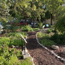 Native Wildflower Garden