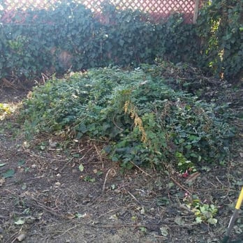 Samayoa Landscaping Berkeley - Before - Landscaping Near Me Samayoa Landscaping Berkeley - Before - Landscaping Near Me