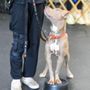 Photo of Bee's Balanced K9's