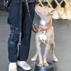 Bee's Balanced K9's