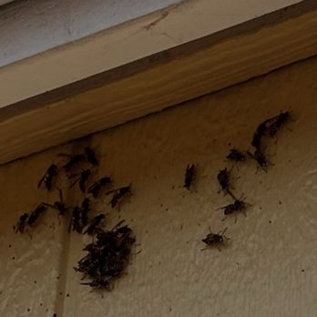 Interstate Pest Management - Wasp colony. - Pest Control Near Me - Olympia, Washington