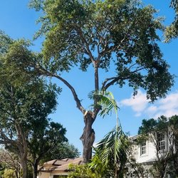 USS Lawn Care Services - AFTER:  Robert preserved the integrity of the tree, ensuring it will continue healthy growth and keep a graceful form.
