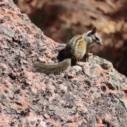 Bear Gulch Cave Trail - Chipmunk