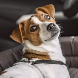 Perry Animal Hospital
