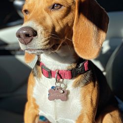 Westwood Beagles