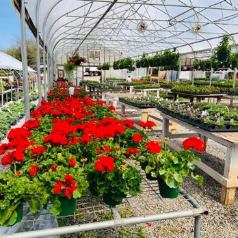 More Than Plants - a variety of flowers in a greenhouse - Nurseries & Gardening Near Me - Strawberry Plains, Tennessee More Than Plants - a variety of flowers in a greenhouse - Nurseries & Gardening Near Me - Strawberry Plains, Tennessee