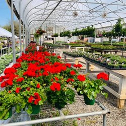 More Than Plants