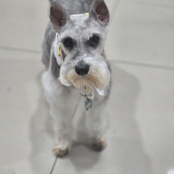 Wet Paws Mobile Grooming - Pet Groomers Near Me Wet Paws Mobile Grooming - Pet Groomers Near Me