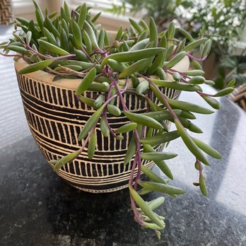Tangletown Gardens - Cutest pot with succulent "Ruby Necklace'. - Landscaping Near Me - Minneapolis, Minnesota Tangletown Gardens - Cutest pot with succulent "Ruby Necklace'. - Landscaping Near Me - Minneapolis, Minnesota