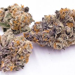 OC Budzz