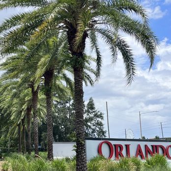 Urban Tree Doctor - Our palms under our palm program care - Tree Services Near Me Urban Tree Doctor - Our palms under our palm program care - Tree Services Near Me