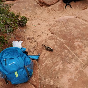 Angel's Landing - Chipmunks and squirrels will try to steak your food from your backpack...keep them closed! - Hiking Near Me - Springdale, Utah Angel's Landing - Chipmunks and squirrels will try to steak your food from your backpack...keep them closed! - Hiking Near Me - Springdale, Utah
