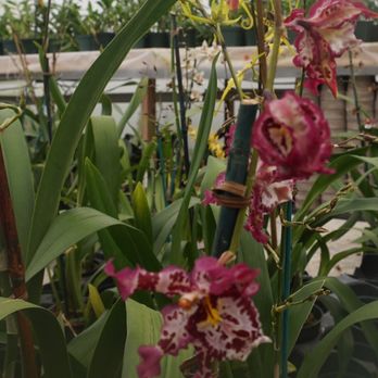 Rainbeau Orchids - Orchid - Nurseries & Gardening Near Me - Alpharetta, Georgia