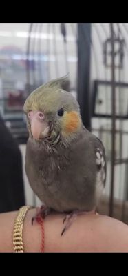 Canoga Discount Birds by null