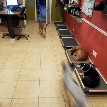 Dog's Day - Pet Sitting Near Me - Gaithersburg, Maryland