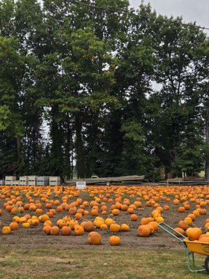 Bushue's Family Farm by null