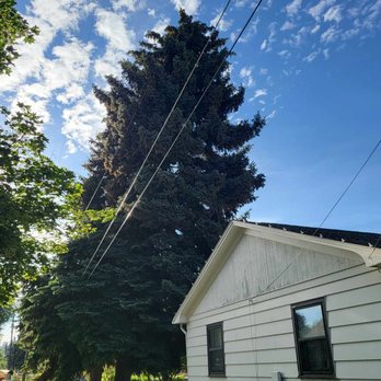 Black Widow - a white house and a tree - Tree Services Near Me