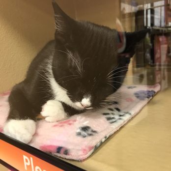 PetSmart - Pet Training Near Me - Levittown, Pennsylvania