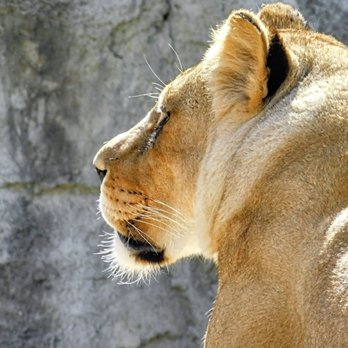 Cameron Park Zoo - Royal profile - Zoos Near Me - Waco, Texas Cameron Park Zoo - Royal profile - Zoos Near Me - Waco, Texas