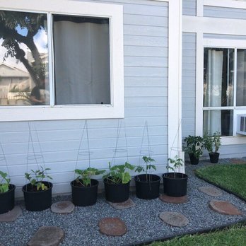 Aloha 'Aina Landscaping - 3 months after - Landscaping Near Me - Waimanalo, Hawaii