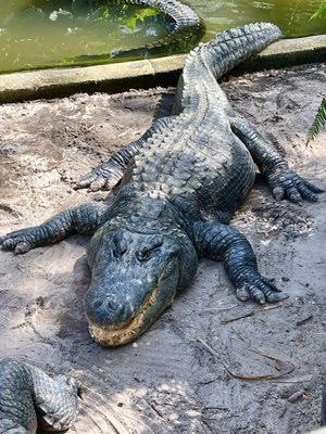 St. Augustine Alligator Farm Zoological Park by null